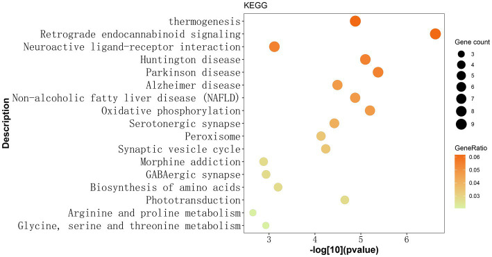 Identified 17 KEGG pathways based on 146 gene mutations observed exclusively in Chinese patients with MDD. The y-axis represents the KEGG pathway term, while the x-axis shows the -log[10](p-value). Each dot on the plot represents the fold enrichment for each KEGG pathway. The size of each dot corresponds to the number of mutated genes related to the depression phenotype, and the color of each dot represents the proportion of enriched genes in that pathway relative to the total number of mutated genes. The darker color indicates a higher proportion of genes. The retrograde endocannabinoid signaling pathway exhibited the most significant enrichment among the 17 KEGG pathways. KEGG: Kyoto Encyclopedia of Genes and Genomes.
