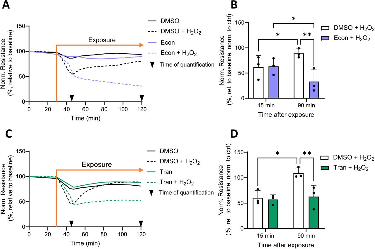 TRPM2 and TRPV2 facilitate HPMEC barrier recovery following H2O2 exposure.Changes in barrier resistance (normalized to baseline) were measured in HPMECs which were preincubated with DMSO or econazole (econ, 10 µM, 1 h) and subsequently exposed to 75 µM H2O2 (A). HPMEC resistance values (presented as % of control values) were quantified 15 and 90 min after H2O2 application (B) Similar experiments were conducted with the TRPV2 inhibitor tranilast (tran, 50 µM, 1 h preincubation, (C, D)). Data represent mean (A-D) + SD (B, D) of results from 3 independent donors (n = 3), and significance between means was analyzed with two-way ANOVA and Tukey post hoc tests; * p < 0.05, ** p < 0.01.