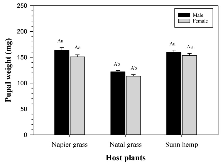 Pupal weight (mean ± SE) of FAW on napier grass (male, n = 31; female, n = 38), natal grass (male, n = 37; female, n = 43), and sunn hemp (male, n = 29; female, n = 45). Different uppercase letters (on the same host plant) or different lowercase letters (among the host plants) indicate significant differences (p < 0.05); One-way ANOVA: Tukey’s HSD.