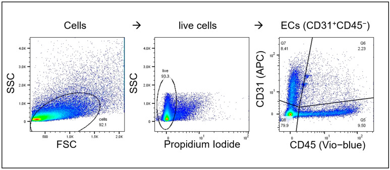 Representative gating strategy of CD31+/CD45- lung ECs (luECs in vivo); debris was excluded in SSC-FSC; live cells were gated based on their propidium iodide negativity; endothelial cells (ECs) were selected by their CD31 positivity and CD45 negativity (Q7); markers of interest within EC-population were stained with FITC or PE. The percentage of positively stained cells in CD31+/CD45- lung ECs (luECs in vivo) was determined; MFI was determined by median signal strength of the FITC- or PE-positive EC population; all gates were set based on unstained control samples.