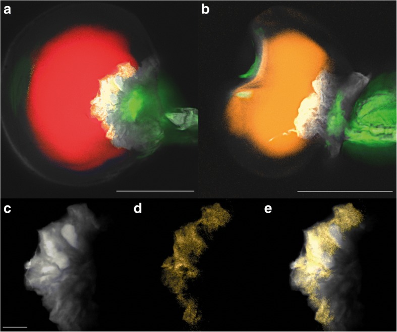 Overlay of F-HCARS relative abundance maps and EPI-HTPF abundance maps of C. sativa var. Bedrobinol (a) and C. sativa var. Fedora (b). Red: C-H stretching signal similar to THCA; Yellow: C-H stretching signal most similar to CBGA; Orange: C-H stretching similar to CBDA/myrcene, White: TPF of organic substances (em 380–560 nm); Green: TPF of chlorophyll a (em 560–750 nm). Detailed picture of Bedrobinol disk cells (c-e). TPF of organic substances highlight the disk cell morphology (c), F-HCARS signals indicate the presence of CBGA and/or a complex mixture of different aliphatic C-H rich substances (d), F-HCARS signals cover the area of organic fluorescence revealing CBGA and/or a complex mixture of different aliphatic C-H-rich substances is almost exclusively localised inside the disk cells (e). Scale bars 50 μm (a and b); Scale bar 10 μm (c-e)