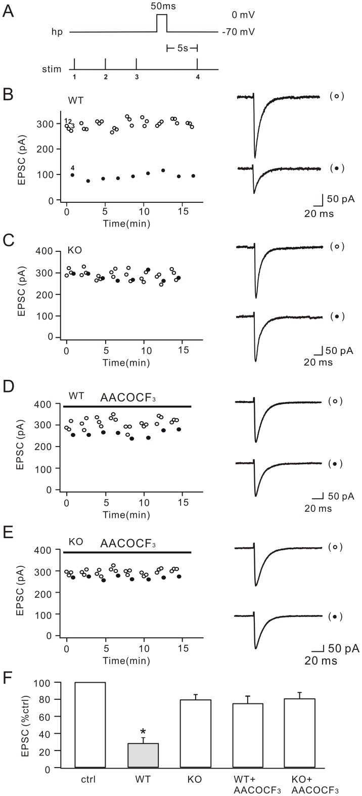 cPLA2α deficiency inhibits DSE at parallel fiber-Purkinje cell synapse.(A) The stimulus protocol with the holding potential (hp) of Purkinje cells and the stimulation timing (stim). The duration of depolarization to 0 mV was 50 ms. Δt between the depolarization and the test stimulus was 5 s. The numbers 1, 2, 3 index control parallel fiber stimuli and 4 labels the test stimulation. The intervals between indexed 1, 2, 3 were 20 s. The intervals between 3 and depolarization was 10 s. (B) Amplitudes of parallel fiber EPSCs derived from one WT Purkinje cell plotted over time for control responses with no preceding prepulse to 0 mV (open circles) and test responses following depolarization (closed circles). Numbered circles (1, 2, 3, 4) correspond to the control and test stimuli in (A), respectively. Representative EPSCs are shown at the right. Stimulus artifacts are blanked for clarity. (C) EPSCs of one KO Purkinje cell plotted over time for control responses with no preceding prepulse to 0 mV (open circles) and test responses following depolarization (closed circles). Representative EPSCs are shown at the right. (D) EPSCs derived from one WT Purkinje cell plotted over time. AACOCF3 was perfused throughout the experiment, as shown by the bar at top. Control and test responses are shown by open and closed circles, respectively. Representative EPSCs are shown at the right. (E) EPSCs derived from one KO Purkinje cell plotted over time. AACOCF3 was perfused throughout the experiment, as shown by the bar at top. Control and test responses are shown by open and closed circles, respectively. Representative EPSCs are shown at the right. (F) Bar graphs show the percentage inhibitions of test EPSCs in WT, KO, WT+AACOCF3 and KO+AACOCF3. ctrl: control responses (n = 88). WT: 28.3±5.4%; n = 26. KO: 79.4±5.8%; n = 20. WT+AACOCF3: 75.7±8.3%; n = 22. KO+AACOCF3: 80.7±6.7%; n = 20. *, P<0.05.
