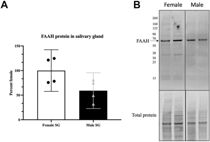 FAAH protein in male vs. female submandibular gland. (A) FAAH protein levels in males and females (p = 0.058, student’s t test, n = 4). (B) A protein band is detected at the expected molecular weight (~ 63 kDa). Full blot in Supplementary Fig. S1.