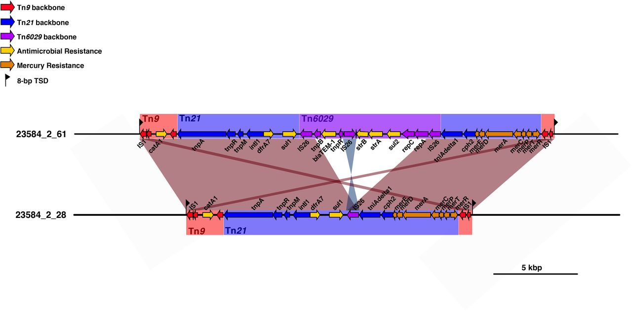 Insertion sites of transposons observed in S. Typhi from Bangladesh.Genes and transposons are indicated according to the inset legend. TSD indicates target site duplication, and Tn indicates transposons.