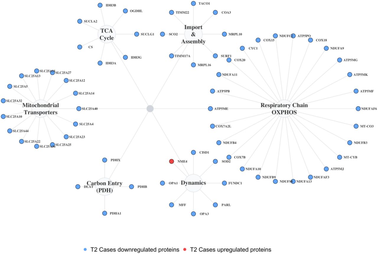 Widespread proteomic disruption of mitochondrial functional networks in T2 male fetal brains following prenatal cannabis exposure.Functional network representation of mitochondrial systems showing coordinated proteomic downregulation in male T2 Cases vs. Controls fetal brains. Nodes represent proteins meeting differential abundance criteria (adjusted P < 0.05, |log₂FR| ≥ 0.58) grouped into mitochondrial functional modules, including respiratory chain/OXPHOS, mitochondrial transporters, import and assembly, carbon entry (PDH), TCA cycle, and dynamics/quality control. Edges indicate curated functional relationships. Node color denotes the direction of significant change.