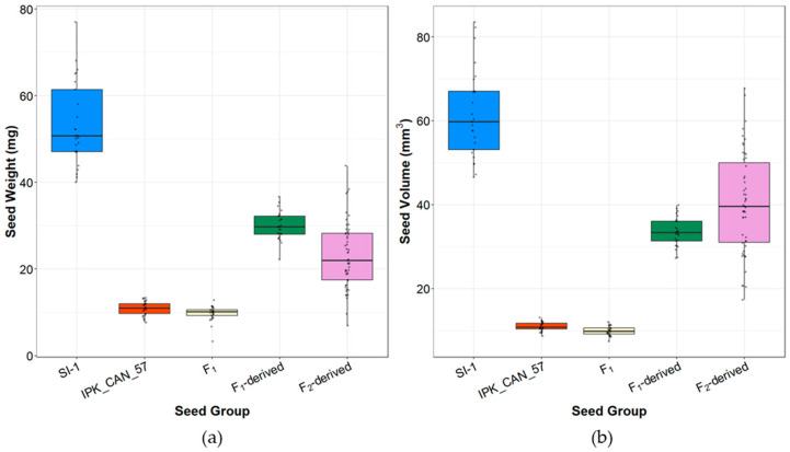 Comparative seed phenotypes across parental and derived generations. (a) Measured seed weight and (b) computed seed volume of SI-1 (n = 25), IPK_CAN_57 (n = 25), F1 (n = 25), F1-derived (n = 25), and F2-derived seeds (n = 51).