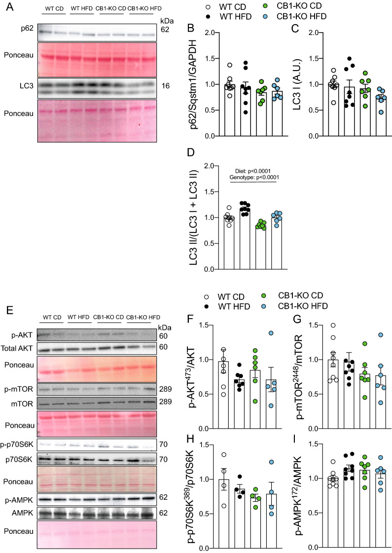 Knockout CB1 prevents LC3 II accumulation in tibialis anterior muscle. p62/Sqstm1, LC3, AKT473, total AKT, mTOR2448, total mTOR, p70S6K389, total p70S6K, AMPK172, and total AMPK protein levels were determined by western blot. A Representative western blot image. B p62/Sqstm1 protein levels. C LC3 I protein levels. D LC3 II normalized by total LC3. E Representative western blot image. F AKT473. G mTOR2448. H p70S6K389. I AMPK172. Two-way analysis of variance (ANOVA) with Bonferroni’s post hoc test. Statistical significance was set at p < 0.05. Values are expressed as mean and S.E.M. and scatter dot plots, as appropriate
