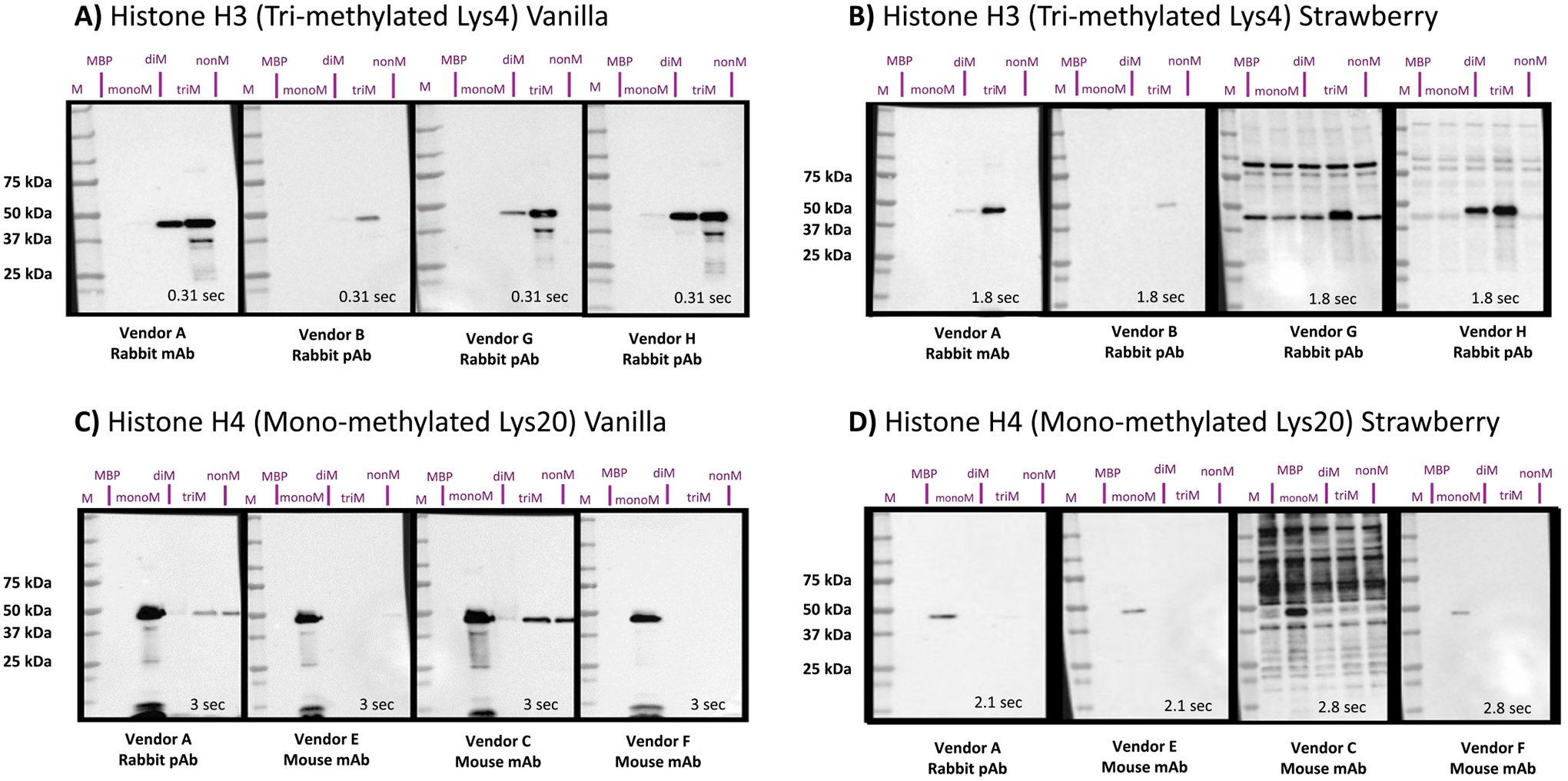 Methyl antibodies evaluated using MILKSHAKE. Vanilla (6 μg per lane) and Strawberry MILKSHAKE (0.5 μg MILKSHAKE + 15 μg HEK lysate per lane) were used to test specificity of Abs from four vendors that bind to Lys4 on Histone H3 when it is tri-methylated (A,B). Vendors A, B, G, and H all show binding to MILKSHAKE protein when it is di- and tri-methylated in Vanilla with varying degrees of intensity. However, Strawberry MILKSHAKE (B) data reveals that only Vendors A and B bind as expected to the tri-methylated MILKSHAKE protein at the dilutions tested with Vendor B appearing much weaker. Vendor G binds strongly to the tri-methylated MILKSHAKE protein, but also binds to other irrelevant proteins in the lysate at varying degrees of intensity. Vendor H’s Ab continues to bind the di-methyl MILKSHAKE protein with similar intensity to the tri-methyl MILKSHAKE protein. Irrelevant binding to cellular proteins is also observed. Abs which bind Lys20 on Histone H4 when it is mono-methylated were tested (C,D). Vendors E and F show specific binding to the mono-methyl MILKSHAKE protein while Vendors A and C show binding to the tri- and non-methyl MILKSHAKE proteins in the Vanilla version. Strawberry MILKSHAKE (D) revealed specific binding to the mono-methyl MILKSHAKE protein for Vendor Abs A, E, and F. Vendor C has significant irrelevant binding. Abbreviations: mono-methyl (monoM), di-methyl (diM), tri-methyl (TriM), non-methyl (nonM).