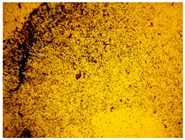 gels-10-00816-i008.jpg