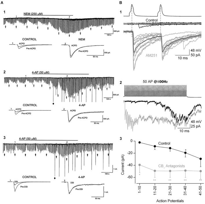 The ability of eCBs to inhibit GABA release can be modulated by manipulations that increase transmitter release. (A1) Bath-application N-ethylmaleimide, an organic compound that affects G-proteins, ion channels and other biochemical processes, increases GABA release and abolishes the GPCR-dependent, eCB-mediated depression of IPSCs, as well as DSI (not shown; cf. Morishita et al., 1997). (A2,A3) The K+ channel blocker, 4-AP, increases IPSCs and abolishes mGluR-dependent, eCB-mediated IPSC suppression and DSI. From Morishita et al. (1998) with permission. (B) Paired recording from mossy-fiber associated (MFA), CCK+ interneurons and CA3 PCs. (B1) Top two sets of traces show two presynaptic action potentials in the interneuron and the absence of a response in the PC in control saline. After addition of the CB1R antagonist, AM251, the interneuron action potentials reliably elicit large unitary IPSCs. (B2) A train of 50 interneuron action potentials initially produces only a few sparse IPSCs in the PC towards the end of the train in control solution (black trace). In the presence of AM251 (gray trace) the IPSCs are detected from the first action potential and occur throughout the train. (B3) Group data showing the difference in the IPSC currents, integrated within 100-ms time windows, in control and CB1R antagonist conditions. The conclusion is that a tonic, eCB mediated suppression of GABA release can be overcome by vigorous stimulation of interneuron activity. From Losonczy et al. (2004) with permission.