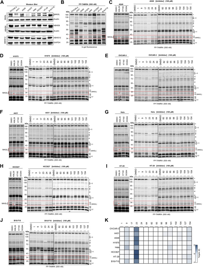Screening several cancers cells lines to identify the potential target(s) of compounds with antiproliferative activities using competitive ABPP. (A) Western blot analysis of the expression of endogenous MAGL, ABHD6, and ABHD12 in the cancer cell lines. (B) Comparative ABPP analysis of the potential targets labeled by serine hydrolase probe FP-TAMRA. (C–J) Competitive ABPP gel results of compounds 1, 9, 17, 23, 24, 64, 82, 93, 95, 98, 101, 102, 104, 127, and 154 show the selectivity profile across serine hydrolases labeled by FP-TAMRA (500 nM). Note that the concentration of KML29, KT182, and DO264 was 10 μM, respectively. (K) Heatmap overview of the number of potential targets (identified by the quantification of protein bands in ABPP) for compounds with antiproliferative activities in various cancer cells.