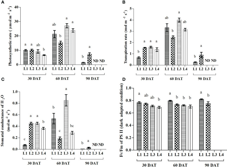 Effect of LED spectra on photosynthetic rate (A), transpiration rate (B), stomatal conductance (C), and maximum photosynthetic efficiency of PS II (D) of hemp seedlings at 30, 60, and 90 DAT. Here and subsequent figures: L1, MW 240 (Red 35% + Blue 25% + Green 40%); L2, FS 240-UV (Red 40% + UVA and Blue 26% + Green 29% + Far red 5%); L3, MB 240 (Red 85% + Blue 15%); L4, PF 240 (Red 70% + Blue 30%); ND, not detected. All treatments used a photosynthetic photon flux density of 300 µmol m−2 s−1. Column height indicates the mean, vertical bars indicate the standard error of the mean (n = 4), and different letters indicate significant differences at p < 0.05.