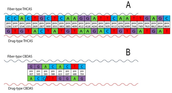 Significant single-nucleotide polymorphisms (SNPs) able to discriminate between the two cannabis subgroups of the different varieties (drug-type vs. fiber-type) are shown. Twenty-five significant SNPs are highlighted for THCAS (A) and eight for CBDAS (B). Each base change and its corresponding position (pos) in the gene are indicated.