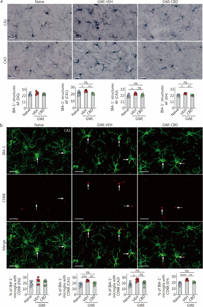 CBD treatment diminished microgliosis and the occurrence of proinflammatory microglia in rats with chronic GWI. a Figures illustrate examples of IBA-1+ microglia in the hippocampal CA1 and CA3 subfields from naïve control, GWI-VEH, and GWI-CBD groups (scale bar = 10 μm). The bar charts compare the AF of IBA-1+ microglial structures in the DG, CA1 subfield, CA3 subfield, and EH across groups. b Figures illustrate the examples of IBA-1+ microglia (green) expressing CD68 (red) in the hippocampal CA1 subfield for naïve control, GWI-VEH, and GWI-CBD groups (scale bar = 10 μm). Arrows indicate IBA-1+ microglia expressing CD68. The bar charts compare percentages of IBA-1+ microglia with CD68 in the DG, CA1 subfield, CA3 subfield, and EH across groups. *P < 0.05, **P < 0.01, ***P < 0.001, ****P < 0.0001, ns non-significant. Please refer to Table S3 in Additional file 1 for detailed statistical information. CBD cannabidiol, GWI Gulf War Illness, VEH vehicle, IBA-1 ionized calcium-binding adapter molecule-1, DG dentate gyrus, CA cornu ammonis, EH entire hippocampus, CD68 cluster of differentiation 68, AF area fraction