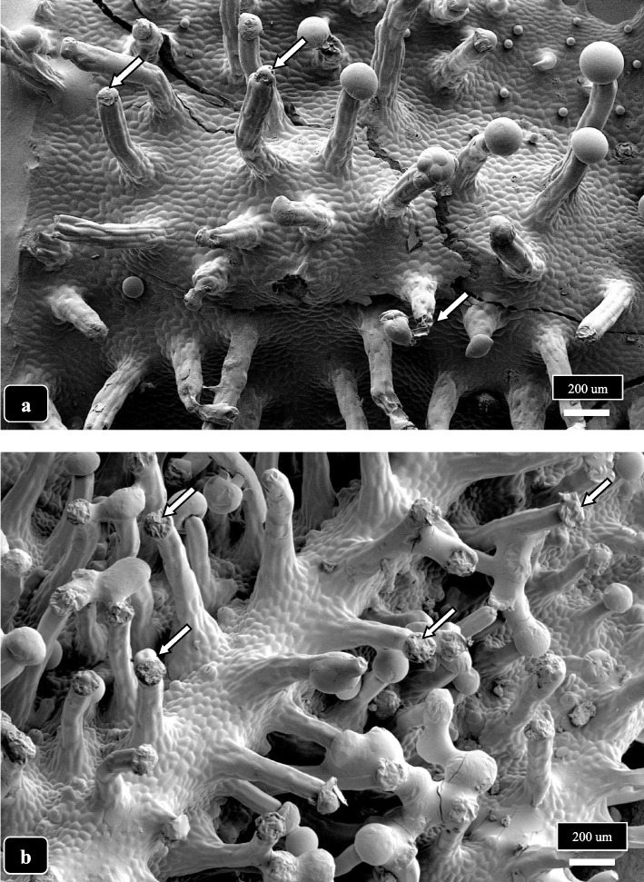 The occurrence of a large number of senescent capitate glandular heads on 8 week old bracts of cannabis genotypes MD (a) and SQ (b) is shown. In both samples, the glandular heads appear shriveled and shrunken, indicating a loss of resin has occurred (arrows)