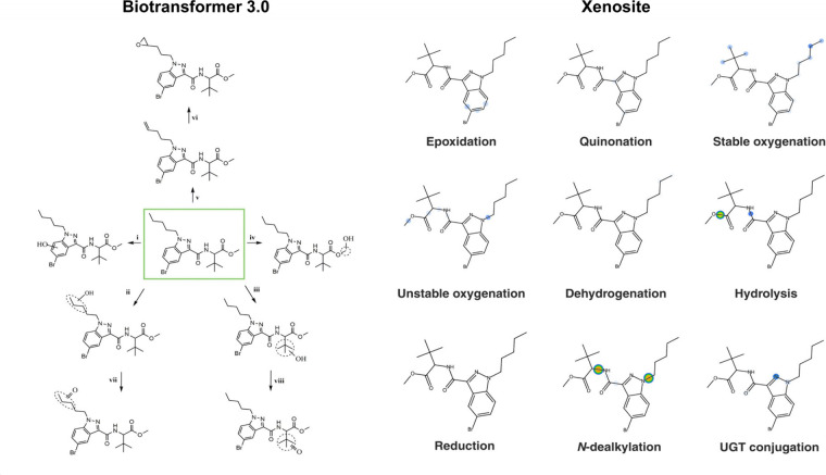 In silico prediction of the metabolism of MDMB-5′Br-PINACA using BioTransformer 3.0 and Xenosite. Predicted metabolic reactions by BioTransformer 3.0 were represented as such i) aromatic hydroxylation, ii) hydroxylation in pentyl side chain, iii) hydroxylation in tert-butyl moiety, iv) hydroxylation in terminal methyl-ester moiety, v) terminal desaturation, vi) epoxidation, vii) alcohol oxidation to ketone or aldehyde in pentyl side chain, viii) alcohol oxidation to ketone or aldehyde in tert-butyl moiety.