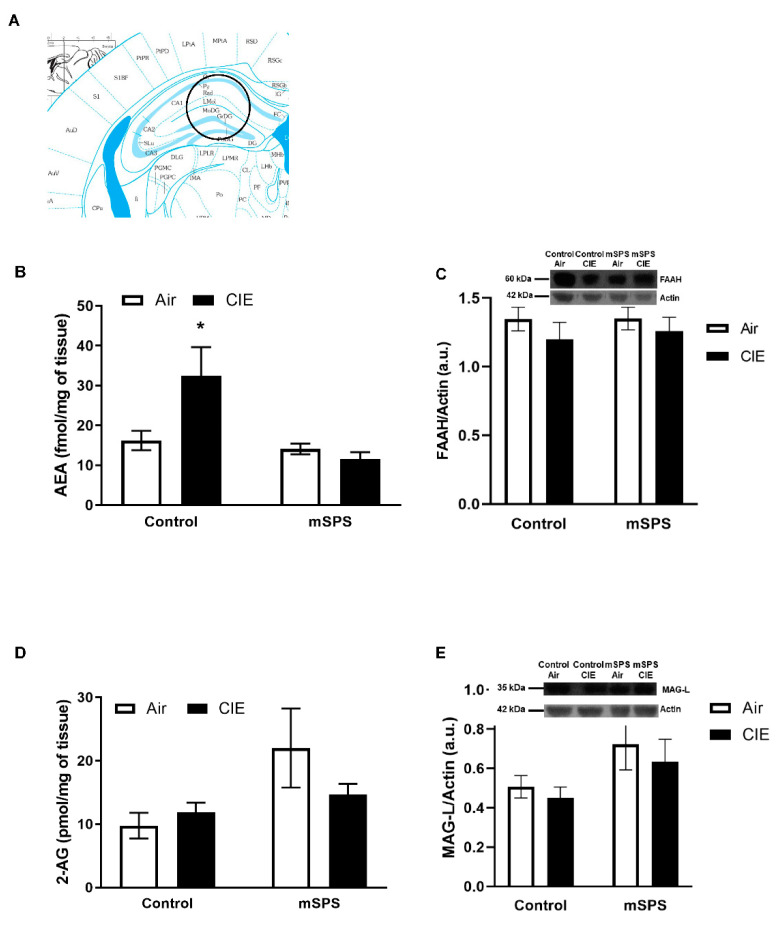 Anandamide (AEA) and 2-arachidonoylglycerol (2-AG) contents, fatty acid amide hydrolase (FAAH) and monoacylglycerol lipase (MAG-L) levels in the dorsal hippocampus (HC) after mSPS/Control or Air/CIE exposures. (A) Schematic of coronal slice where dorsal HC tissue punches were taken bilaterally (adapted from [58]). Average (B) AEA content (Control-Air: n = 6; Control CIE: n = 7; mSPS-Air: n = 6; mSPS-CIE: n = 8) increased in Control-CIE mice compared to Control-Air, mSPS-Air, or mSPS-CIE mice after mSPS/Control or Air/CIE exposures (* p < 0.05). However, the average (C) FAAH levels (Control-Air: n = 6; Control CIE: n = 4; mSPS-Air: n = 5; mSPS-CIE: n = 8) (Inset: representative immunoblotting sample images) did not change among groups after mSPS/Control or Air/CIE exposures. In addition, average (D) 2-AG (Control-Air: n = 6; Control CIE: n = 7; mSPS-Air: n = 6; mSPS-CIE: n = 8) and (E) MAG-L levels (Control-Air: n = 6; Control CIE: n = 4; mSPS-Air: n = 5; mSPS-CIE: n = 8) (Inset: representative immunoblotting sample images) did not change among groups after mSPS/Control or Air/CIE exposures. Data are mean ± SEM.