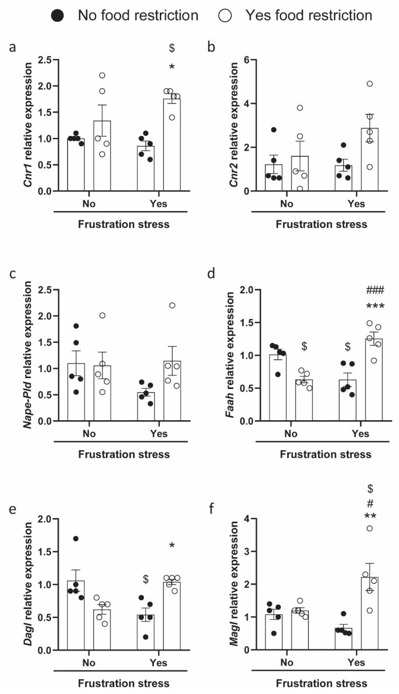 ECS relative gene expression in the hypothalamus of rats exposed (or not) to restriction and stress (NR + NS: Non-restricted and Non-stressed rats; NR + S: Non-restricted and Stressed rats; R + NS: Restricted and Non-stressed rats; R + S: Restricted and Stressed rats) reported as 2−ΔΔCt values calculated by Delta–Delta Ct (ΔΔCt) method versus NR + NS animals posed equal to 1. Expression was normalized using an average CT-value from both reference genes (GAPDH and β-ACT), and data are reported as mean ± SEM; n = 5 per group. Relative expression of: (a) Cnr1 (cannabinoid type-1); (b) Cnr2 (cannabinoid type-2); (c) Nape-Pld (N-acyl-phosphatidylethanolamines hydrolyzing phospholipase D; (d) Faah, (fatty acid amide hydrolase); (e) Dagl, (sn-1-specific diacylglycerol lipase); (f) Magl, (monoacylglycerol lipase). Data were analyzed by two-way ANOVA in a 2 (food restriction: no, yes) × 2 (frustration stress during testing: no, yes) factorial design. Bonferroni’s post hoc tests were used to follow up on significant interaction or main effects (p < 0.05) from the factorial ANOVAs. Significant differences are indicated: $ p < 0.05 versus NR + NS, # p < 0.05 versus R + NS, ### p < 0.001 versus R + NS, * p < 0.05 versus NR + S, ** p < 0.01 versus NR + S, *** p < 0.001 versus NR + S.