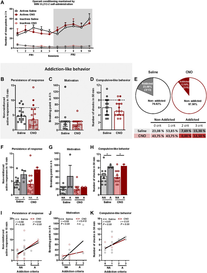 WIN 55,212–2 operant self-administration led to the development of an addictive-like phenotype in mice. (A) Similar number of total active and inactive nose-pokes performed by CNO- and saline-treated groups during 2 h of operant self-administration maintained by intravenous infusions of WIN 55,212–2 in both FR1 and FR2 schedules of reinforcement (mean ± S.E.M., repeated measures ANOVA). (B–D) Mice present similar responses in the three addiction-like criteria tests (individual data with median and interquartile range): (B) Persistence to response: Number of responses to the active nose-poke during the 15 min drug-free period (Student’s t-test). (C) Motivation: Breaking point determined during a 4 h progressive schedule of reinforcement represents the maximal number of responses that an animal is able to do to obtain one drug infusion (U Mann-Whitney). (D) Compulsivity: Number of shocks received following the schedule described in the Materials and Methods section, reflecting the compulsivity level of each group (Student’s t-test). The dashed horizontal line indicates the 75th percentile of the distribution of the group, used as the threshold to consider a mouse positive for one criterion. Addicted mice are represented in grey- and red-filled circles. (E) Percentage of mice categorized as addicted (Chi square). (F–H) Behavioral tests of the three addiction-like criteria showing increased compulsivity in addicted mice compared to non-addicted but similar persistence to response and motivation (individual data with mean ± S.E.M., U Mann-Whitney, *p < 0.05). (I–K) Pearson correlations between individual values of addiction-like criteria and (I) non-reinforced active responses in 15 min, (J) breaking point in 4 h and (K) number of shocks in 50 min (Saline-treated mice: n = 13; CNO-treated mice: n = 16; statistical details are included in Supplementary Table S1).