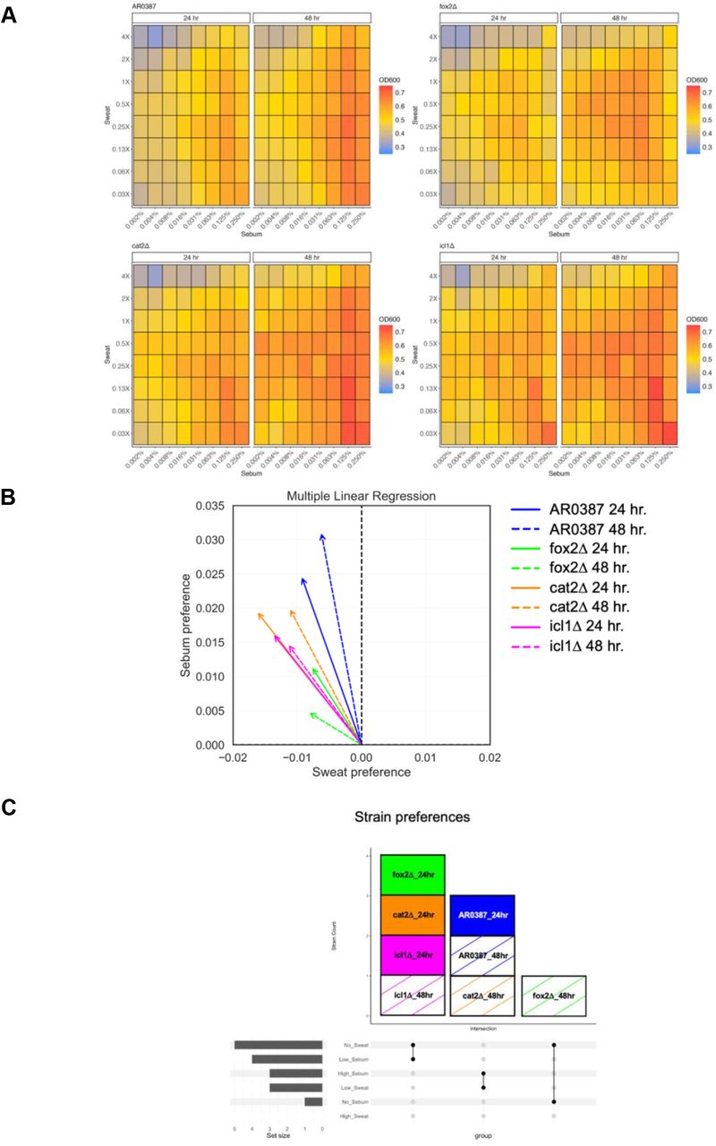 Sweat and sebum gradient assay plates demonstrate nutrient preferences between C. auris WT and mutant strains. (A) AR0387 and mutant strains are cultured at 34°C, 200 RPM overnight in Sweat + 0.1% Sebum. Cells are washed, set to an OD600 of 0.1, and inoculated in a gradient assay plate of Sweat (0.03X, 0.06X, 0.13X, 0.25X, 0.5X, 1X, 2X, 4X) and Sebum (0.002%, 0.004%, 0.008%, 0.016%, 0.031%, 0.063%, 0.125%, 0.25%) at 34°C, 200 RPM and grown for 24 and 48 hours. OD600 was measured at each time point. (B) Multiple linear regression analysis of growth in gradient assay plates. Analysis generated using Z score normalized data. (C) Upset plot of strain preferences based on 6 nutrient conditions in each environment: High Sweat, Low Sweat, No Sweat, High Sebum, Low Sebum, No Sebum.