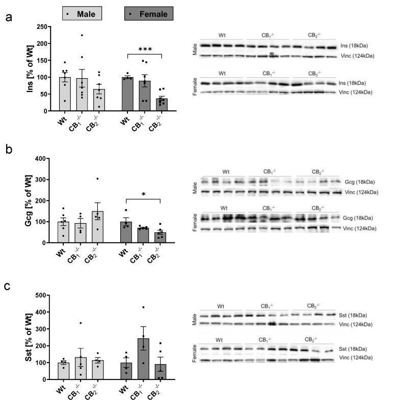 Western blot analysis of pancreatic islet hormones analysing male and female wild-type (Wt) mice and cannabinoid receptor knockout mouse lines (CB1−/−, CB2−/−) separately. (a) A decrease in insulin (Ins) protein was found in male and female CB2−/−. (b) Glucagon (Gcg) protein was decreased in female CB2−/− mice. (c) Somatostatin (Sst) protein seemed to be increased in female CB1−/− mice. Analysis of male and female mice was done separately on different immunoblots, defining male and female Wt protein levels as 100%. A representative western blot of each protein is shown in the right column showing specific single bands as indicated. Vinculin (Vinc) was used as control protein. Values are presented as mean (±S.E.M.) with n = 4–9 mice per group. * p < 0.05; *** p < 0.001 for comparisons within male or female Wt and knockout mice; unpaired t-test.