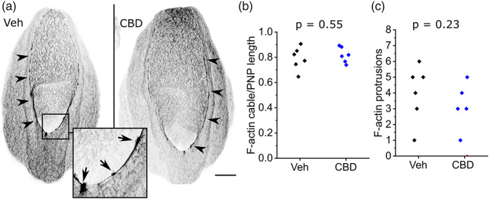 CBD treatment does not diminish surface ectoderm F‐actin cables or zippering protrusions. (a) Representative maximum projections of F‐actin labeled (inverted gray LUT) PNPs from a vehicle and littermate CBD‐treated embryo. Arrowheads denote supracellular F‐actin cables lining the neural folds. Arrows in the inset indicate F‐actin‐rich cellular protrusions. Scale bar = 100 μm. (b, c) Quantification of (b) F‐actin cable length as a proportion of total PNP length and (c) the number of cellular protrusions along the cables in vehicle and 30 μM CBD‐treated embryos. Points represent individual embryos. CBD, Cannabidiol; PNP, posterior neuropore