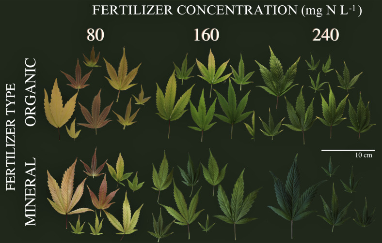 Leaves from cannabis plants of the last harvest at 99 days after planting. Leaves are from different canopy positions and illustrated for the factors fertilizer type (vertical) and fertilizer concentration (horizontal).