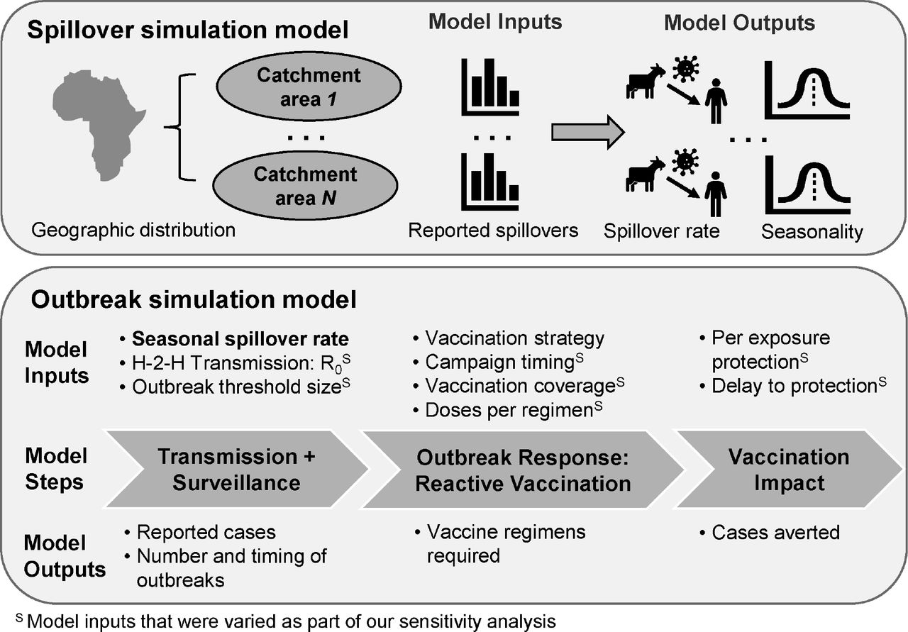 Schematic of the spillover simulation and outbreak simulation models.The spillover simulation model estimates the magnitude and timing (seasonality) of the spillover rate for each catchment area from the historical distribution of reported spillovers in the catchment area. These estimated spillover rates are input into our outbreak model for each catchment area (as identified by the bolded model input), which used a branching process model to simulate human-to-human transmission. An outbreak response was triggered within a catchment area if the number of reported cases exceeded a predetermined number within a 28d time window (outbreak threshold size). Outbreak model inputs with a superscript S were varied as part of our sensitivity analysis.