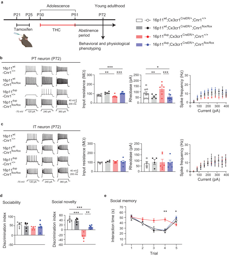 Cnr1 deletion in the microglia normalizes deficits in PT neurons and social memory that are synergistically produced by adolescent THC treatment and 16p11dup.a Schematic diagram of the experimental design. b (Left) Representative voltage traces recorded from PT neurons in response to current step injections. (Right) The intrinsic excitability of PT neurons, as quantified by input resistance (left), rheobase (middle), and spike frequency (right). 16p11wt;Cnr1+/+ (n = 9 cells in 2 mice), 16p11wt;Cnr1flox/flox (n = 5 cells in 3 mice), 16p11dup;Cnr1+/+ (n = 6 cells in 2 mice), and 16p11dup;Cnr1flox/flox (n = 8 cells in 3 mice). ***p < 0.001, **p < 0.01, *p < 0.05 (p values are (Left) 16p11wt;Cnr1+/+ versus 16p11dup;Cnr1+/+: p = 0.0042, 16p11wt;Cnr1+/+ versus 16p11dup;Cnr1flox/flox: p = 0.0001, 16p11dup;Cnr1+/+ versus 16p11dup;Cnr1flox/flox: p < 0.0001, (Right) 16p11wt;Cnr1+/+ versus 16p11dup;Cnr1+/+: p = 0.0016, 16p11wt;Cnr1+/+ versus 16p11dup;Cnr1flox/flox: p = 0.0396, 16p11dup;Cnr1+/+ versus 16p11dup;Cnr1flox/flox: p < 0.0001 determined by two-way ANOVA with post hoc Tukey test. c (Left) Representative voltage traces recorded from IT neurons in response to current step injections. (Right) The intrinsic excitability of IT neurons, as quantified by input resistance (left), rheobase (middle), and spike frequency (right). 16p11wt;Cnr1+/+ (n = 4 cells in 2 mice), 16p11wt;Cnr1flox/flox (n = 4 cells in 2 mice), 16p11dup;Cnr1+/+ (n = 6 cells in 2 mice), and 16p11dup;Cnr1flox/flox (n = 5 cells in 2 mice). d Sociability phenotypes (left) and preference of social novelty (right) as indicated by the discrimination index in the three-chamber social interaction test. e, Time spent with an ovariectomized female mouse in the 5-trial social memory test. d, e 16p11wt;Cnr1+/+ (n = 6 mice), 16p11wt;Cnr1flox/flox (n = 5 mice), 16p11dup;Cnr1+/+ (n = 6 mice), 16p11dup;Cnr1flox/flox (n = 6 mice). d, e ***p < 0.001, **p < 0.01 (p values are (d) 16p11wt;Cnr1+/+ versus 16p11dup;Cnr1+/+: p < 0.0001, 16p11wt;Cnr1+/+ versus 16p11dup;Cnr1flox/flox: p = 0.0004, 16p11dup;Cnr1+/+ versus 16p11dup;Cnr1flox/flox: p = 0.0026, (e) Cnr1flox/flox x 16p11dup interaction for Trial 4 [F1,19 = 11.30, p = 0.0033], Cnr1flox/flox x 16p11dup interaction for Trial 5 [F1,19 = 4.760, p = 0.0419]), determined by two-way ANOVA with post hoc Tukey test. Each symbol represents one cell (b, c) and one animal (d, e). Data are presented as the mean ± s.e.m.