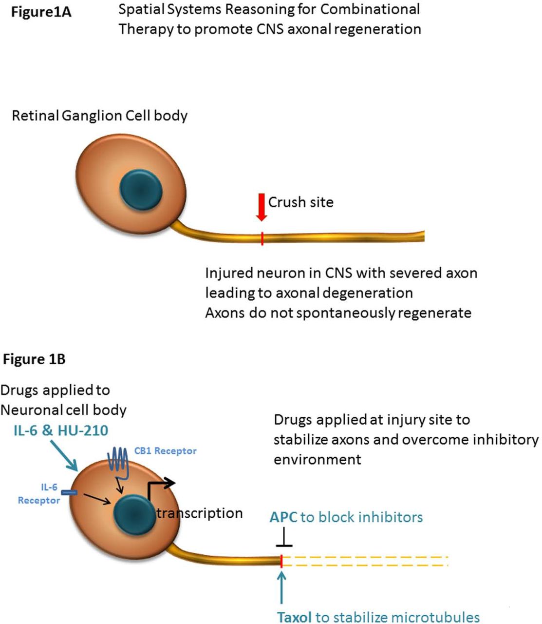 Experimental Summary.Cartoon schematic for spatial systems reasoning for combinational therapy to promote CNS axonal regeneration. Drugs are applied to both the injury site (APC and Taxol) and directly to the RGC cell bodies (IL-6 & HU-210)