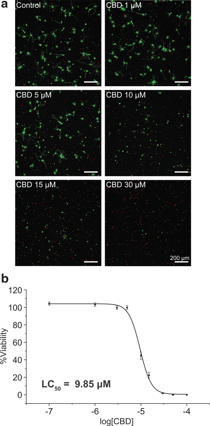 Neurotoxicity of CBD to primary hippocampal neurons. The neurons were treated with CBD (0, 0.1, 1, 3, 5, 10, 15, 30, 50, and 100 μM) at 1 DIV, and the CLSM images were taken after 24 h of incubation. (a) CLSM images of hippocampal neurons (green: live, red: dead). (b) A graph of %viability versus log[CBD]. LC50 was calculated as the concentration at which the %viability was 50%. Data are expressed as mean±SE of n=3, each with three replicates. CBD, cannabidiol; CLSM, confocal laser-scanning microscope; DIV, days in vitro; LC50, lethal concentration 50; SE, standard error.