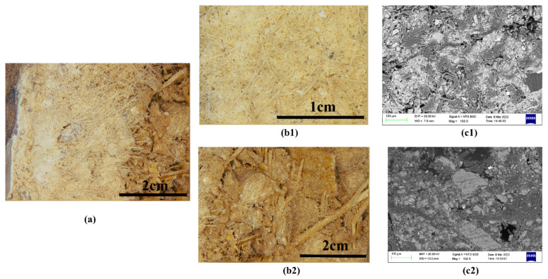 Coarse and fine clay layers of sample XSBD-7 from the sculpture of Sakyamuni Buddha in the Xiasibei Hall: (a) digital microscopy (DM) of cross-section; (b1) fine clay layer; (b2) coarse clay layer; (c) SEM backscattered electron mode images of fine (c1) and coarse clay layer (c2).