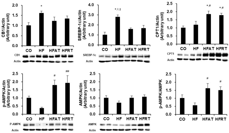 Protein levels associated with hepatic lipolysis after exercise intervention. Data are expressed as the mean ± standard error. CB1, cannabinoid receptor 1; SREBP-1c, sterol-regulatory element binding protein 1; CPT1, carnitine palmitoyltransferase 1; p-AMPK, phosphor-AMP-activated protein kinase; CO, normal diet group; HF, high-fat diet (HFD) group; HFAT, HFD + aerobic training group; HFRT, HFD + resistance training group; * p < 0.05, versus the CO group; # p < 0.05, versus the HF group; ## p < 0.01, versus the HF group; † p < 0.05, versus the HFAT group; ‡ p < 0.05, versus the HFRT group.