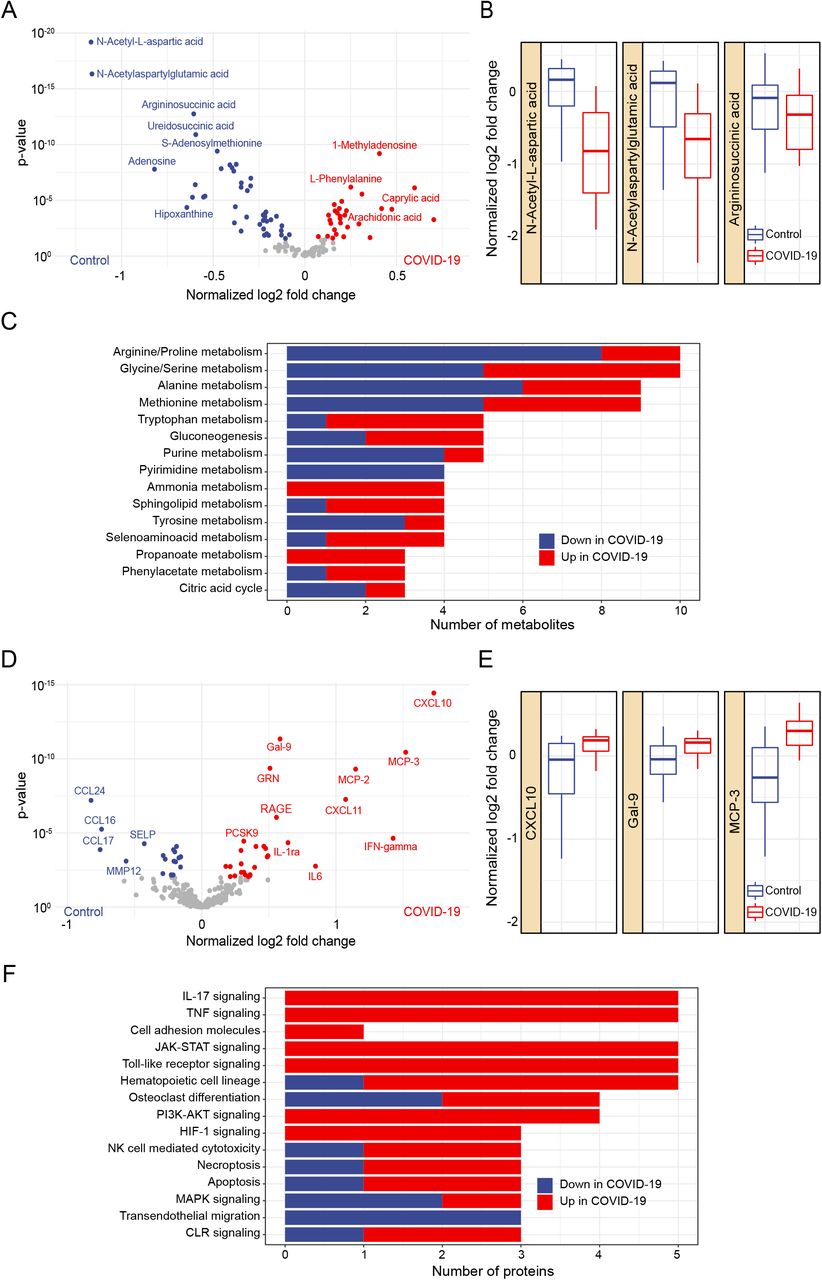 Metabolomics and Proteomics changes associated with COVID-19.A, Volcano plot showing differentially expressed metabolites between COVID-19 patients and controls at an adjusted p-value <0.05. In red, upregulated metabolites in COVID-19 patients. In blue, upregulated metabolites in the control group. B, Top 3 differentially expressed metabolites in COVID-19 patients vs. controls based on adjusted p-values. Y axis shows log2 fold changes in relation to the mean of the control group. C, Number of significantly regulated molecules in KEGG pathways, top 15 shown. D, Volcano plot showing the differentially expressed proteins between COVID-19 patients and controls at an adjusted p-value <0.05. E, Top 3 differentially expressed proteins in COVID-19 patients vs. controls based on adjusted p-values. Y axis shows log2 fold changes in relation to the mean of the control group. F, Number of significantly regulated molecules in KEGG pathways, top 15 shown.