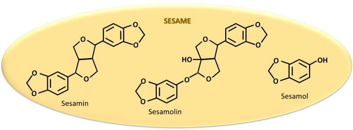 The most studied compounds in sesame for their estrogen-like action.