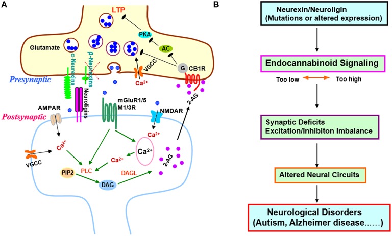 Transsynaptic regulation of endocannabinoid signaling by β-neurexins and its implications in synaptic plasticity and diseases. (A) Regulation of excitatory synaptic strength by β-neurexins via endocannabinoid system. Anderson et al. demonstrated that presynaptic β-neurexins regulate endocannabinoid signaling by controlling postsynaptic endocannabinoid 2-AG synthesis. When β –neurexins are removed, 2-AG synthesis is disinhibited, presynaptic CB1Rs are activated, and synaptic strength is decreased (Anderson et al., 2015). In addition, the AC-PKA dependent LTP in burst-firing neurons is blocked, which may account for the impaired contextual memory in hippocampal CA1 β-neurexin knockout mice. β-neurexins act as a brake on endocannabinoid signaling possibly via transsynaptic interaction with postsynaptic neuroligin isoforms that exclusively bind to β-neurexins, but not a-neurexins (Anderson et al., 2015). β-neurexins might downregulate tonic endocannabinoid signaling through mGluR1/5 or M1/M3 receptors since activation of those GPCRs is known to trigger 2-AG production via PLC pathway (Varma et al., 2001; Chevaleyre et al., 2006; Heifets and Castillo, 2009; Kano et al., 2009; Castillo et al., 2012; Rinaldo and Hansel, 2013; Martin et al., 2015). This regulation might also involve VGCCs, NMDARs, or AMPARs as Ca2+ influx through these channels could facilitate PLC-DAGL mediated 2-AG production (Ohno-Shosaku et al., 2005; Castillo et al., 2012). The exact postsynaptic partners of β-neurexins in this process await to be identified. (B) The regulation of endocannabinoid signaling by β-neurexins supports neurexins/neuroligins-endocannabinoid signaling as a common pathomechanism in cognitive disorders (Krueger and Brose, 2013; Anderson et al., 2015). Abnormalities in this signaling pathway could disrupt synapses and neural circuits, and contribute to neurological and psychiatric diseases (Chubykin et al., 2005; Tabuchi et al., 2007; Katona and Freund, 2008; Sudhof, 2008; Gogolla et al., 2009; Bot et al., 2011; Etherton et al., 2011; Foldy et al., 2013; Singh and Eroglu, 2013; Rothwell et al., 2014; Sindi et al., 2014; Aoto et al., 2015; Bedse et al., 2015; Born et al., 2015; Di Marzo et al., 2015; Parsons and Hurd, 2015; Wang and Doering, 2015; Wang et al., 2015; Bemben et al., 2015b; Chanda et al., 2016). Abbreviations: 2-AG, 2-arachidonoyl-sn-glycerol; AC, adenylyl cyclase; AMPAR, a-amino-3-hydroxy-5-methyl-4-isoxazolepropionic acid receptor; CB1R, cannabinoid receptor 1; DAG, diacylglycerol; DAGL, diacylglycerol lipase; LTP, long-term potentiation; M1/3R, muscarinic acetylcholine receptor 1/3; mGluR, metabotropic glutamate receptor; NMDAR, N-methyl-D-aspartate receptor; PIP2, phosphatidylinositol 4, 5-bisphosphate; PKA, protein kinase A; PLC, phospholipase C; VGCC, voltage-gated Ca2+ channels.