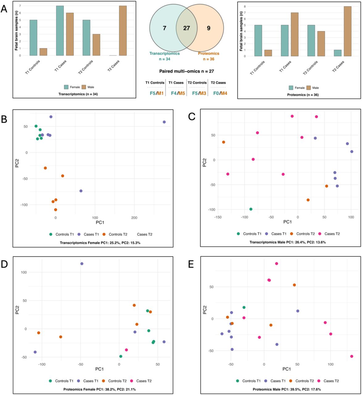 Cohort composition and global molecular structure of the fetal brain multi-omics dataset.(A) Composition of the fetal brain cohorts analyzed by transcriptomics and proteomics, stratified by trimester (T1 and T2), exposure status (cases and controls), and sex. Bar plots indicate the number of female and male samples included in each comparison. The central Venn diagram summarizes the overlap between transcriptomic and proteomic datasets and identifies the subset of paired multi-omics samples used for integrated analyses (n = 27), with the distribution of paired multi-omics samples across trimester, cannabis exposure group, and sex indicated below. F, female; M, male. (B) PCA of normalized female fetal brain transcriptomic data. Samples segregated primarily by trimester, with PC1 and PC2 explaining 25.2% and 15.3% of the variance, respectively. (C) PCA of normalized male fetal brain transcriptomic data.