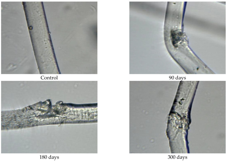 Images of PLA fibres taken from 400 g/m2 unexposed nonwoven mulches and those exposed for 90, 180, and 300 days (×1600 magnification).