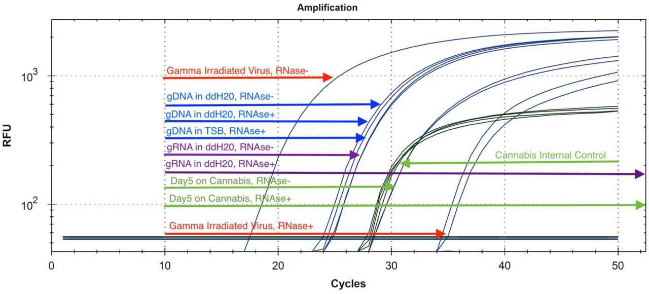 The use of RNase A as a proxy for viable virus versus non-viable virus. RNase should not penetrate the nuclease resistant viral envelope and only digest free circulating RNA. After purification of the RNase digested samples (37°C, 30 minutes), samples are eluted in the qPCR RNase Blocker. Gamma irradiated virus (Red) is less digestable than pure genomic RNA (Purple). Viral gDNA remains resistant to RNase digestion (Blue). Gamma irradiated virus spiked onto cannabis flower is fully digestable (Green) by RNase suggesting non-infectious virus by Day 5 at Room Temperature storage. Non-irradiated virus is expected to last much longer on cannabis.