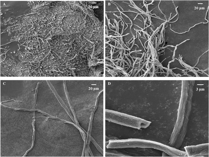 SEM images of carbonized sisal hemp pulp-based paper at 900°C (A), 800°C (B), and 700°C (C) and a magnified image of 700°C (D).