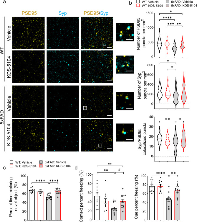 Improved synaptic properties and cognitive performance in 5xFAD mice treated with KDS-5104. (a) Representative images of co-staining of post-synaptic marker PSD95 and presynaptic marker synaptophysin (Syp) from hippocampal CA1 area of 4-month-old WT and 5xFAD mice treated with vehicle or 10 mg/kg KDS-5104. Inset showing enlarged view of Syp and PSD95 co-localized puncta. Scale bar: 100 μm; 25 μm zoom in. (b) Quantification of the number of PSD95, Syp and co-localized Syp and PSD95 puncta (n = 6 mice/group). (c) Quantification of percent time exploring the novel object in NOR assay. (d) Freezing percentage due to contextual or cue testing in the fear conditioning paradigm (n = 11–13 mice/group). For all panels, data are presented as mean ± SEM. ns: non- significant, #p = 0.11, *p < 0.05, **p < 0.01, ***p < 0.001, ****p < 0.0001. One way ANOVA with Tukey’s multiple comparisons tests as the post hoc analysis