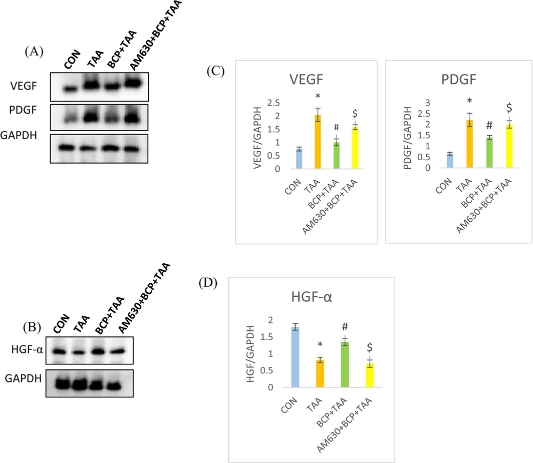 Protein expression of VEGF, PDGF and HGF‐α. Immunoblotting analysis of (A) VEGF and PDGF, (B) HGF‐α. Protein expression quantification of (C) VEGF and PDGF, (D) HGF‐α (n = 3–4). *p < 0.05 CON vs. TAA, # p < 0.05 TAA vs. BCP + TAA, $ p < 0.05 BCP + TAA vs. AM630 + BCP + TAA (one‐way ANOVA followed by DMRT). CON: Control, BCP + TAA: β‐Caryophyllene+ Thioacetamide treatment, AM630 + BCP + TAA: AM630 + β‐Caryophyllene + Thioacetamide.