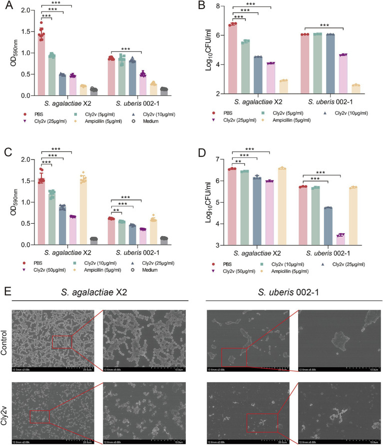 Effects of Cly2v on bacterial biofilms. (A,B) The inhibitory effect of Cly2v on biofilm formation was measured by absorbance at OD590nm (A) and viable cell counts (B) after mixing different dose of Cly2v with bacteria. (C,D) Effect of Cly2v on mature bacterial biofilms. The absorbance at OD590nm (C) and the number of viable cells (D) were measured after treatment with different dose of Cly2v. The experimental results are presented as the mean of three independent experiments. Statistical significance was analyzed using two-way ANOVA (* p < 0.05; ** p < 0.01; *** p < 0.001). (E) SEM results of Cly2v (100 μg/mL) removing mature biofilms of S. agalactiae X2 and S. uberis 002–1. Magnification: × 2000 (left) and × 5,000 (right).