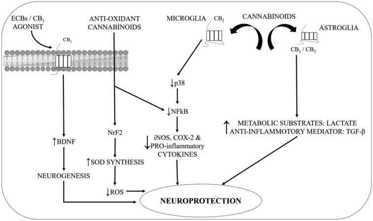 Probable mechanisms to demonstrate the neuroprotective action of cannabinoids in PD independent of CB-1R. BDNF—brain-derived neurotrophic factor; CB1—Cannabinoid 1 receptor; CB2—Cannabinoid 2 receptor; COX-2—Cyclooxygenase-2; iNOS—induced nitric oxide synthase; NFκB—nuclear factor-kappa B protein; NrF2—Nuclear factor erythroid 2-related factor; p38—mitogen-activated protein kinase; PRO-inflammatory—Proinflammatory; ROS—Reactive oxygen species; SOD—Superoxide dismutase; TGF-β—Transforming growth factor-β.