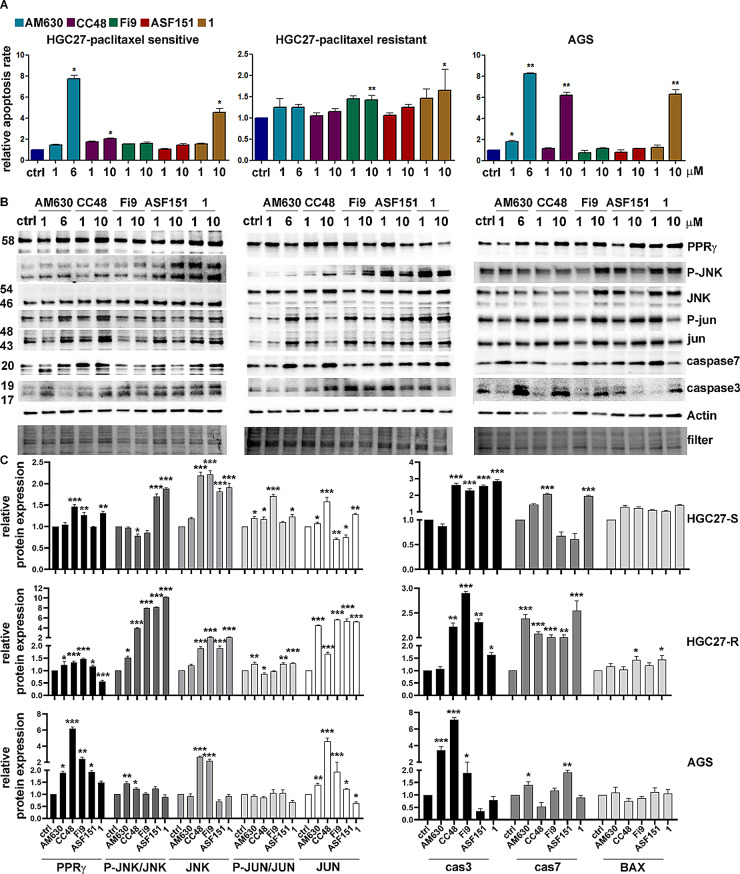 Apoptotic effects of CB2R ligands in GC cell lines. A) Muse Annexin V Cell Assay for HGC27-S/R and AGS cell lines evaluated after 48 h of treatment with 1 µM or 6 µM of AM630 and 1 µM or 10 µM of CC48, Fi9, ASF151 and compound 1. Results expressed as relative apoptosis rate compared to control cells and derived from three independent experiments were expressed as mean ± SD and plotted in the corresponding graphs. *p < 0.05; **p < 0.01; B) Representative western blotting analyses performed in HGC27-S/R and AGS cells regarding the expression of PPRγ, P-JUN/JUN, P-JNK/JNK and cleaved caspase 3/7. Actin was used as a normalizer of the protein extracts. C) Statistical charts reporting the results from three independent western blotting experiments performed in HGC27-S/R and AGS cells and expressed as means ± SD, *p < 0.05; **p < 0.01; ***p < 0.001