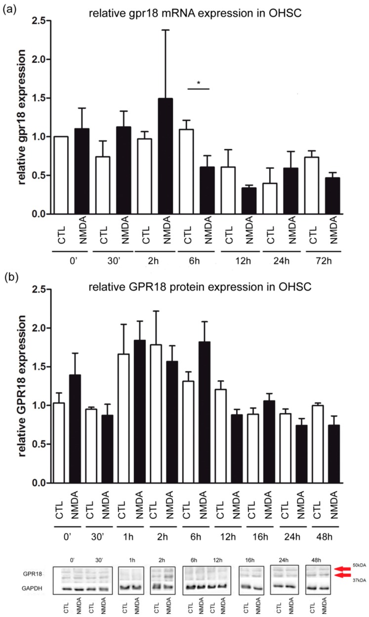 GPR18 expression measured over time. (a) The relative concentrations of mRNA were determined by qRT-PCR at time points 0 h, 30 min, 2 h, 6 h, 12 h, 24 h and 72 h. Cycle thresholds were normalized to ß-actin. The ΔCt of the control group at time 0 was used for quantification. Each value is presented as the mean (±SEM) of at least 3 replicates, each replicate contains 2 to 3 OHSCs (nCTL0h = 3; nNMDA0h = 3; nCTL30′ = 3; nNMDA30′ = 4; nCTL2h = 4; nNMDA2h = 4; nCTL12h = 4; nNMDA12h = 3; nCTL24h = 3; nNMDA24h = 3; nCTL72h = 4; nNMDA72h = 4). After 6 h of excitotoxical lesion gpr18 level decreased significantly (CTL: 1.09 ± 0.11, nCTL6h = 4; NMDA: 0.6 ± 0.22, nNMDA6h = 5; NMDA 6 h vs. CTL 6 h p < 0.05). (b) Changes in the expression of the GPR18 protein (arrows) over 48 h after NMDA treatment in OHSC at time points 0 h, 30 min, 1 h, 2 h, 6 h, 12 h, 16 h, 24 h and 48 h assessed in Western blot analysis. No significant changes over time after NMDA treatment were observed (nCTL0h = 6; nNMDA0h = 5; nCTL30′ = 4; nNMDA30′ = 3; nCTL1h = 5; nNMDA1h = 5; nCTL2h = 4; nNMDA2h = 6; nNMDA6h = 7; nNMDA6h = 10; nCTL12h = 3; nNMDA12h = 3; nCTL24h = 5; nNMDA24h = 6; nCTL48h = 5; nNMDA48h = 5). Furthermore, representative Western blot for all time points performed on different membranes are shown. GAPDH was used as house-keeping protein. The asterisk denotes significant results regarding the respective measurement indicated with the bar.