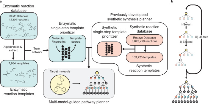 Machine learning approach to hybrid synthesis planning.a Development workflow of the hybrid synthesis planner. A database of enzymatic reactions was parsed into machine-readable format. Reaction templates were algorithmically extracted from the reactions in the database. A neural network template prioritizer47 was trained to predict the reaction template associated with each product molecule in the reaction database. The enzymatic template prioritizer and a previously trained synthetic template prioritizer24 are used in tandem to predict hybrid synthesis plans. b Multi-model-guided tree search strategy used to explore the retrosynthetic search space for multi-step synthesis planning from an input molecule (yellow circle). The possible retrosynthetic reaction templates (squares) are scored using template prioritizer neural networks. Different colors correspond to different template sets (e.g., synthetic and enzymatic). (i) The leaf node from the highest-scoring path is selected. (ii) The selected retrosynthetic template is applied to the product molecule to generate the predicted precursor. The precursor is added to the search tree and the retrosynthetic templates are scored by their corresponding template prioritizer with the precursor as input. (iii) Visit counts are updated for the explored nodes. The visit counts are used in scoring to balance exploration and exploitation. Steps i, ii, and iii are repeated until a stopping criterion for the search is met. All pathways that connect the input molecule to allowed starting materials (gray circles) are returned.