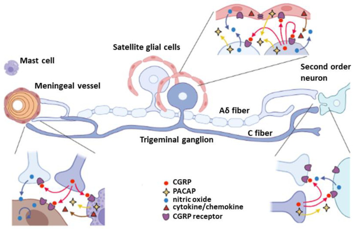 Schematic signal transduction pathways of TG neurons. There are mainly three modulatory regions that are important in nociceptive regulation of TG neurons; peripheral end terminal on the meningeal blood vessels, TG regions associating with satellite glial cells, and central terminal connecting to the second order neurons in TNC. Aδ fiber and C fiber neurons have distinct gene regulations, for instance CGRP and its receptors expression. CGRP plays a critical role in vasodilation as well as TG neuronal activity through induction of NO and cytokine/chemokine production, that can in turn trigger more CGRP release and nociception.