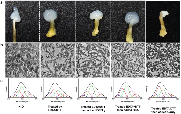 Rescue assay showing that Sbp9 is indispensable for the integrity of scallop root. (a) EGFL4 partially recovered byssal root integrity. The native byssal root was whitish, and the root became more transparent with EDTA/DTT treatment when compared to the untreated group. The addition of EGFL4 or Ca2+ caused the root to become whitish, while the addition of BSA did not. (b) TEM photographs revealed that the addition of EGFL4 partially repaired the byssal root. The native byssal root comprises uniform fibers, as shown by the untreated group. EDTA/DTT treatment resulted in the byssal root proteins agglutination together irregularly, and the fibers became loose. The addition of EGFL4 partially rescued the byssal root integrity, while the addition of BSA did not. The addition of Ca2+ partially rescued the fibers cohesive while high electron-dense granules were still presence. (c) FTIR spectra revealed that addition of EGFL4 is able to partially restore the architecture of the disrupted byssal root by the EDTA/DDT treatment. EDTA/DTT treatment altered the secondary structure of byssal root proteins. The addition of EGFL4 partially rescued the secondary structure, while the addition of BSA or Ca2+ did not.