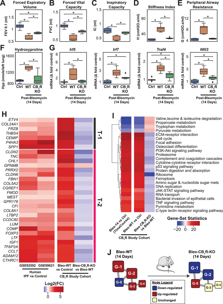 Identifying cannabinoid receptor 1 (CB1R) antagonism as a rational therapeutic target in pulmonary fibrosis. A–E) Deletion of CB1R prevented bleomycin‐induced decline in pulmonary function parameters (stiffness index, peripheral airway resistance, inspiratory capacity [IC], forced expiratory volume 0.1 s [FEV0.1], and forced vital capacity [FVC]; n = 4 for Ctrl and CB1R KO, and n = 5 for WT; one‐way ANOVA; *: p‐value < 0.05). F) Hydroxyproline level decreased significantly in CB1R KO mice compared to wild‐type after the administration of bleomycin (n = 4 for Ctrl and CB1R KO, and n = 5 for WT; one‐way ANOVA; *: p‐value < 0.05). G) Gene expression of Irf5, Irf7, Traf4, and Nfil3, transcriptional regulators of T‐1 and T‐2 gene tracks (n = 6 for Ctrl and CB1R KO, and n = 4 for WT; one‐way ANOVA; *: p‐value < 0.05). H) PF‐induced 31 validated T‐1 and T‐2 target genes in both human and mice were significantly attenuated with the deletion of CB1R compared to wild‐type mice at 14 days post bleomycin. (p‐value < 0.05) I) The majority of important pulmonary fibrosis‐related KEGG pathways, such as ECM‐receptor interaction, PI3K‐Akt signaling, focal adhesion, amino‐acid metabolism, and immune and inflammatory pathways, were significantly attenuated with the deletion of CB1R compared to wild‐type mice at 14 days post bleomycin. J) The deletion of CB1R in the lung reversed the dysregulation of genes 14 days post‐bleomycin in the three biggest GCN subnetworks: G‐0 (up‐regulated), G‐1 (down), and G‐2 (down), while G‐3 and G‐4 remained unchanged, compared to wild‐type mouse 14 days post‐bleomycin.